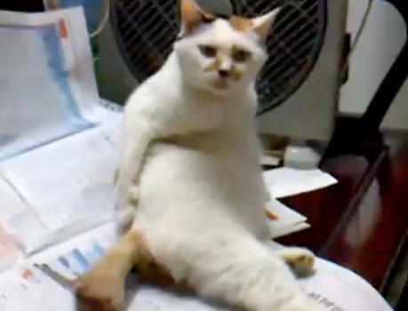 ��ŃP�c���{���{���~�� ������p�̃I���W�L�b�I