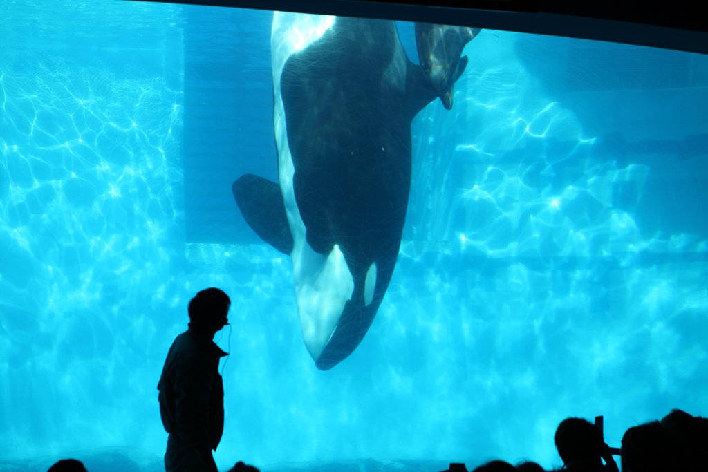 ���É��`�P���e�ێB�e�P�R