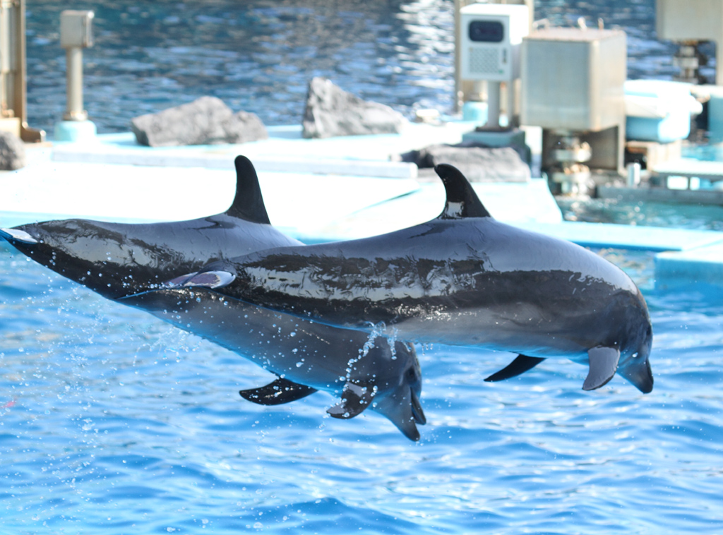 ���É��`�P���e�ێB�e�P�S