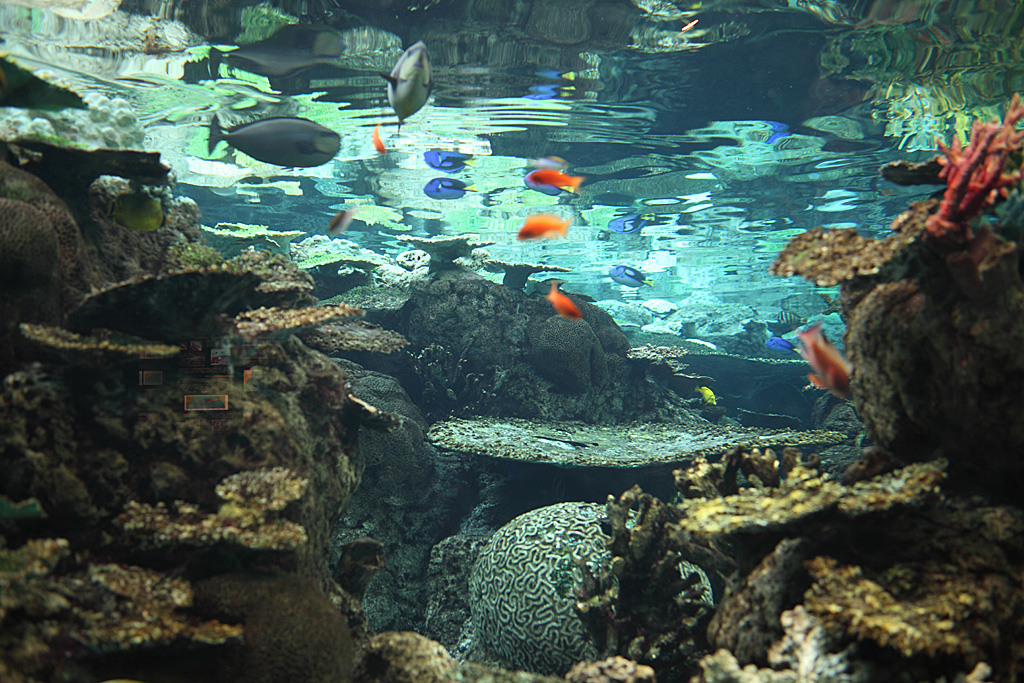 ���É��`�P���e�ێB�e�P�T