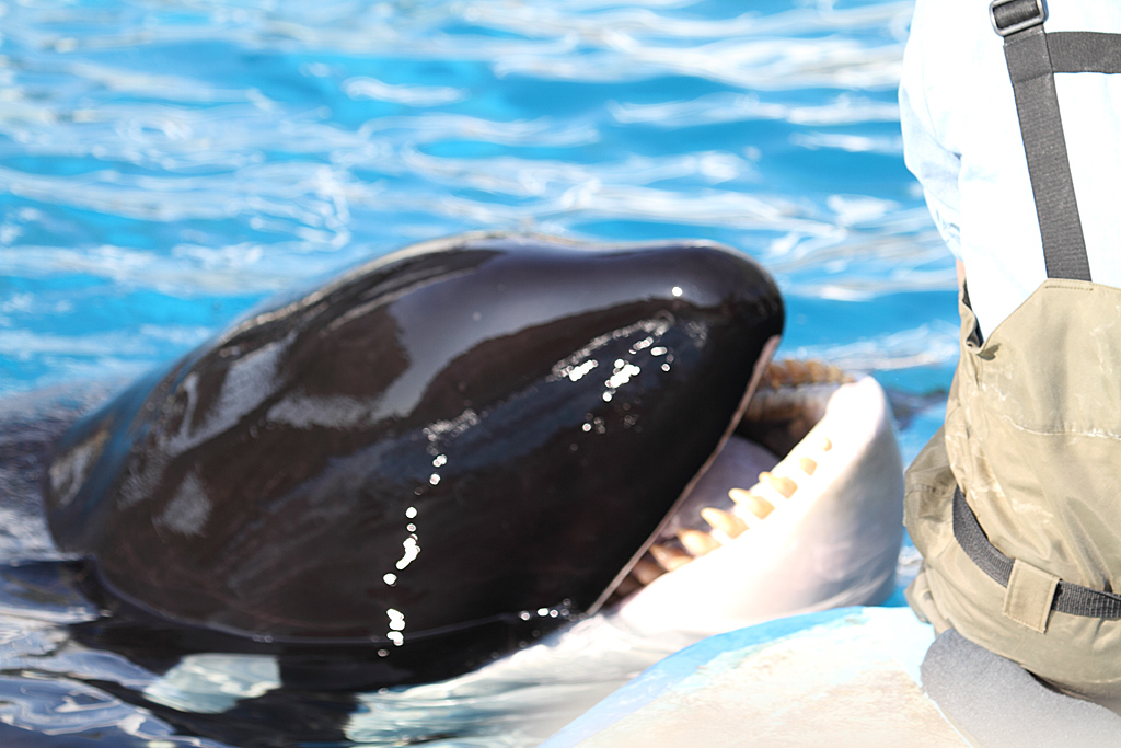 ���É��`�P���e�ێB�e�P�U