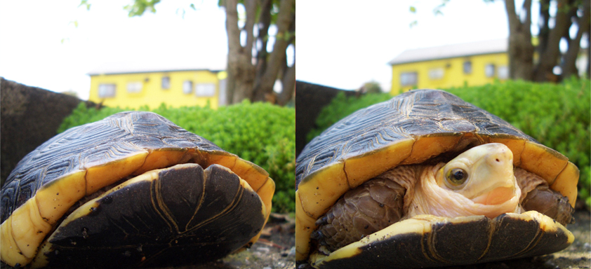 �Z�}���n�R�K���̎���@�`���ԁE����̃R�c�Ǝ�����`