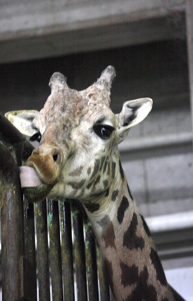 �k�C������V��72