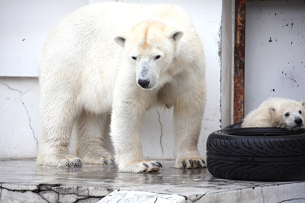 �k�C������V��74