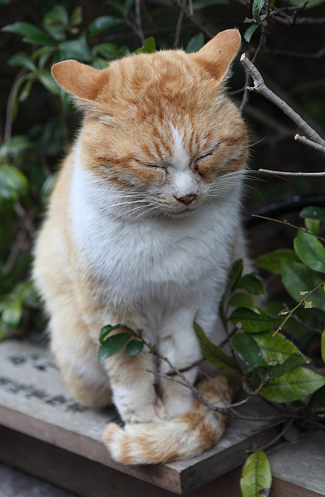  �ɐ��u�����V7