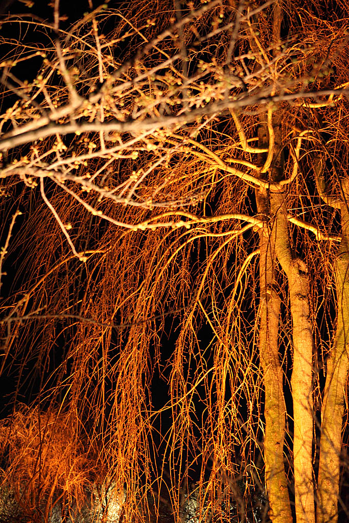 �Ȃ΂Ȃ̗��E�B���^�[�C���~�l�[�V����5