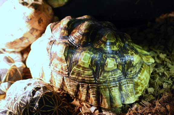 �P�d���q���E�����@�` �P�d�����N�K���ƃq���E�����K���̎G�� �`