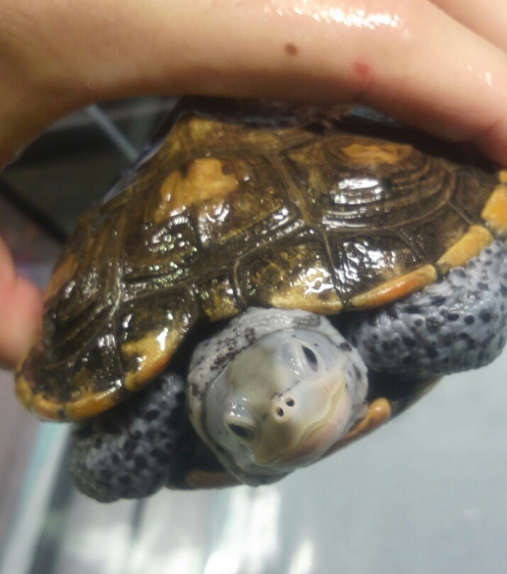 �_�C�������h�K���̐��ԂƔ閧�@�`�C���E�W�������Ŋ����ł���J���`