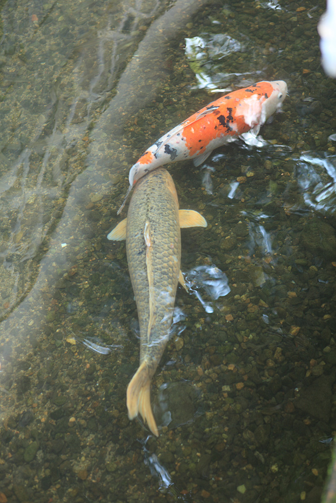 �R�A�R�z���V�V���[�Y�@�Øa��1