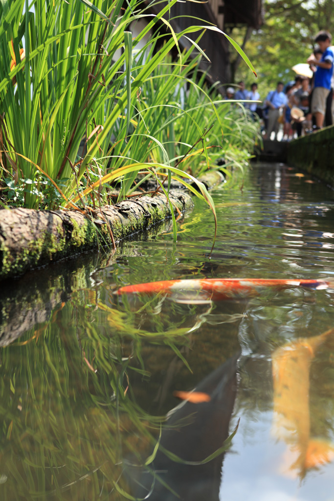 �R�A�R�z���V�V���[�Y�@�Øa��2