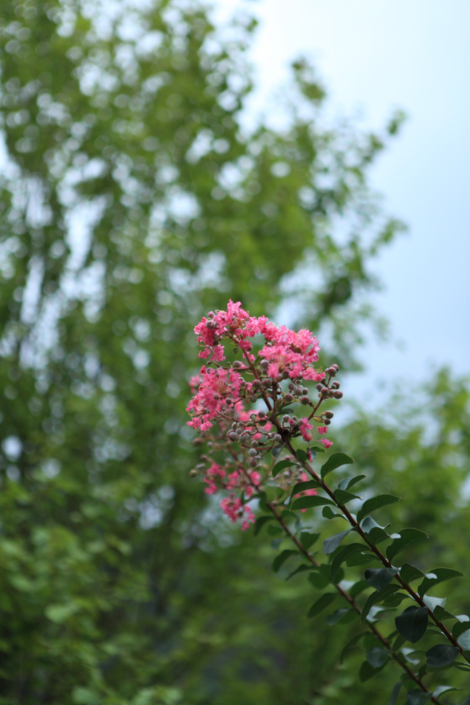 �R�z�R�A���V�ҁ@�@�i�ς̗ǂ��ꏊ1