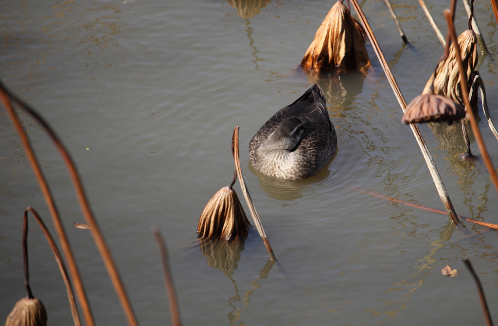 ����߰��@�P�T