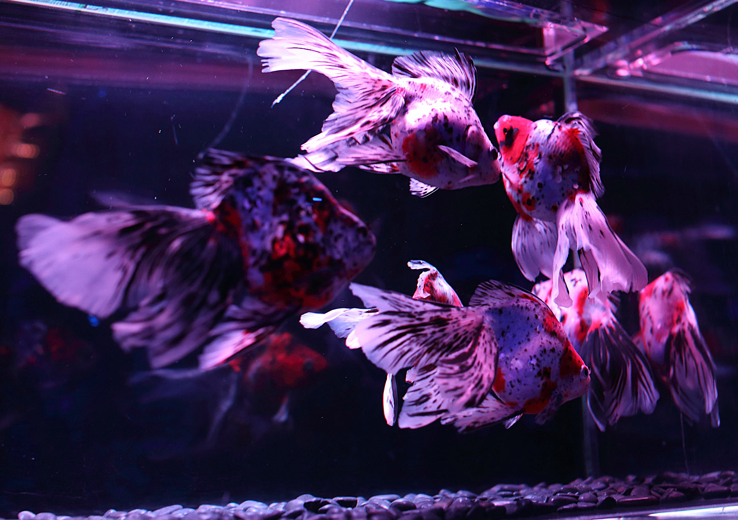 �A�N�A���E���W8