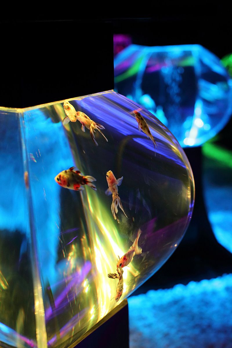 �A�N�A���E���W9