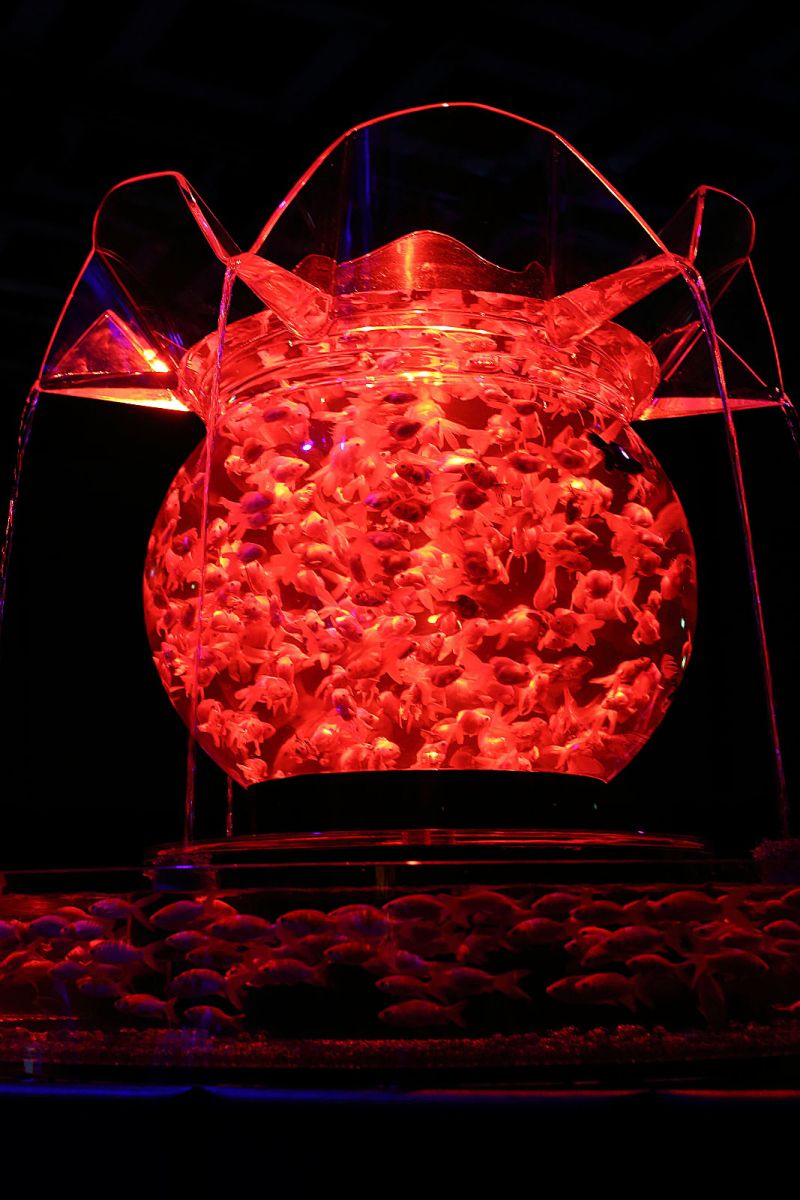 �A�N�A���E���W11