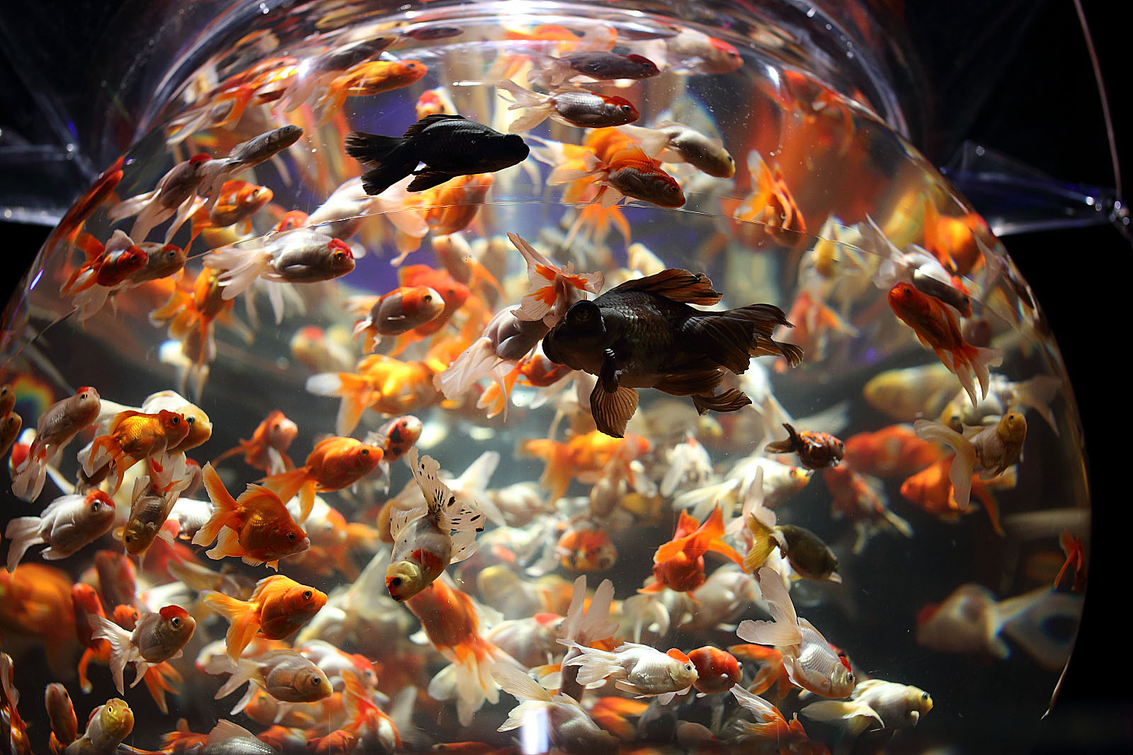 �A�N�A���E���W12