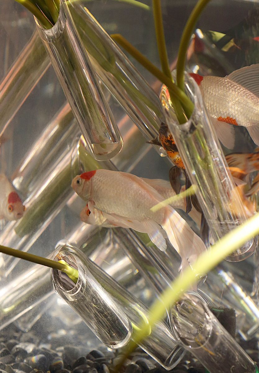 �A�N�A���E���W18