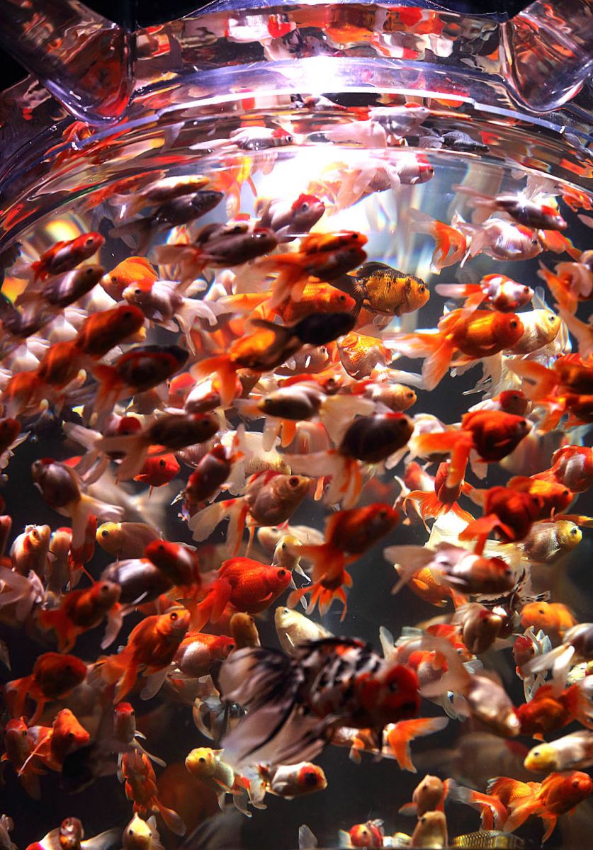 �A�N�A���E���W19