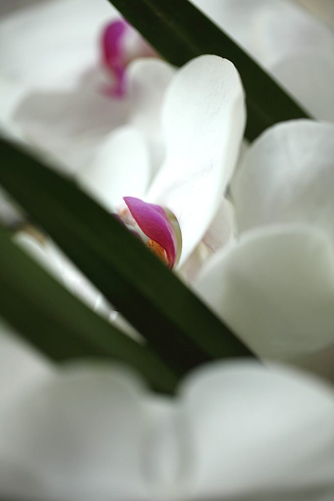 �����̊�Ver2-8