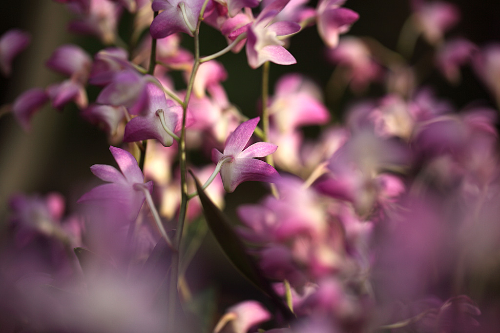 �����̊�Ver2-9