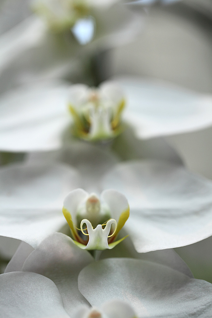 �����̊�Ver2-12