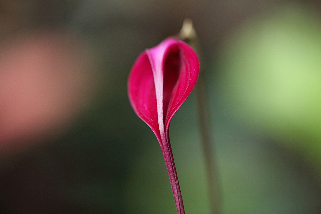 �����̊�Ver2-13