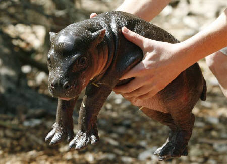 �R�r�g�J�o�̐Ԃ����