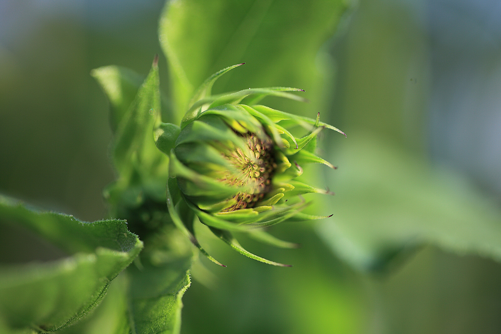 ������۶��10