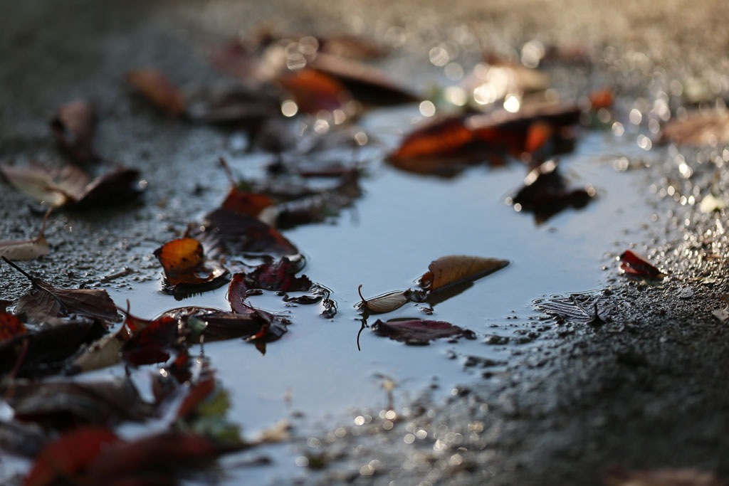 �����j�b�p�̎��͂T