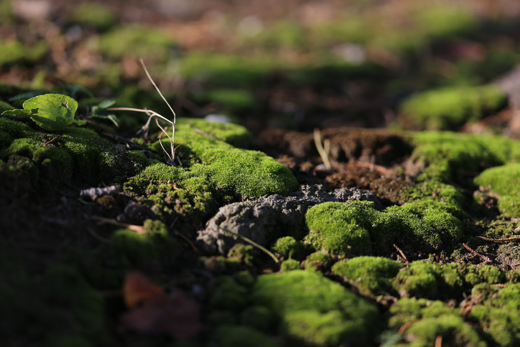 �����j�b�p�̎��͂V