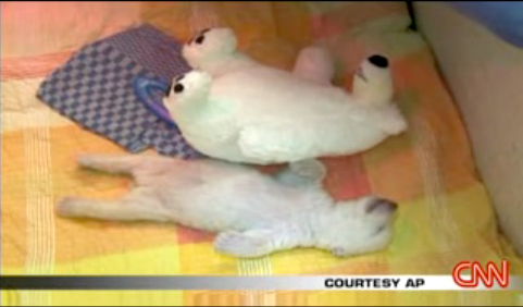 �˂�˂���z�b�L���N�O�}�̐Ԃ����