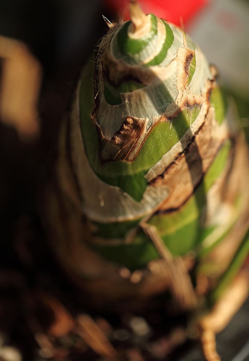 �U�A�}�N�����[���h12