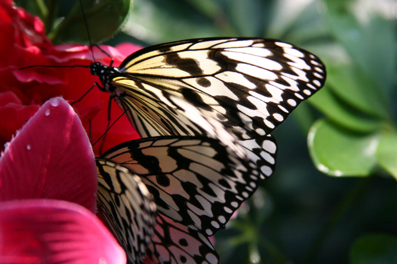 ���X�i����1�j