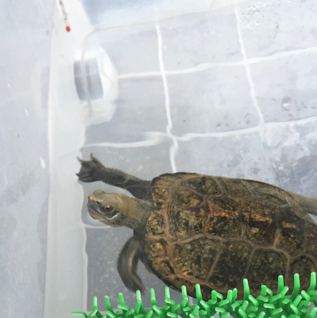 yT̎z ɂ @񐔂Ȃǋ^܂Ƃ߁y2020NŁz