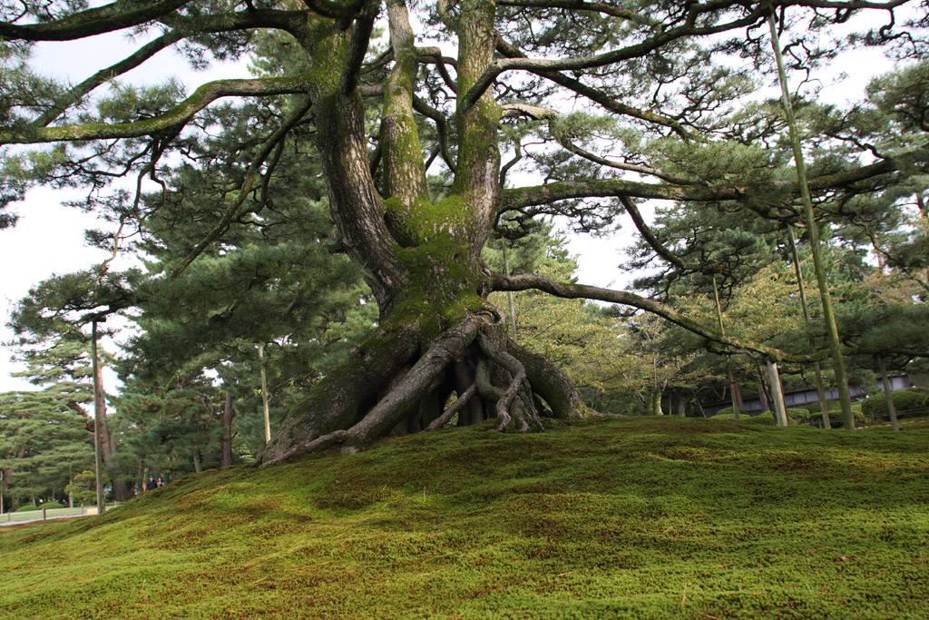 ���Z���i���̂R�F�ꉞ�I���j