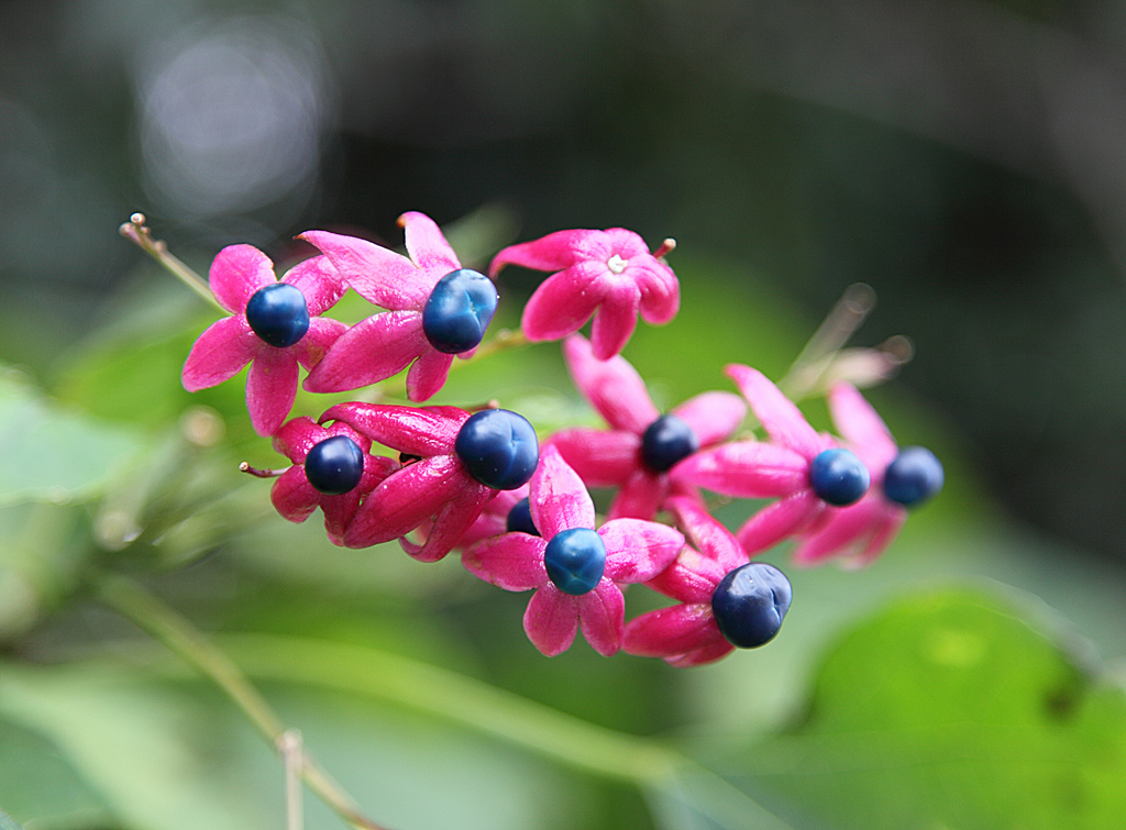 �ߏ��̎��R