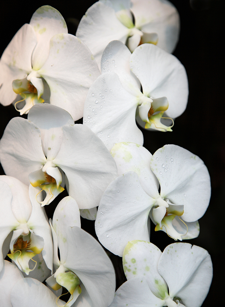 ���[�O���V���[�Y�i�����ّ̊O�ҁj