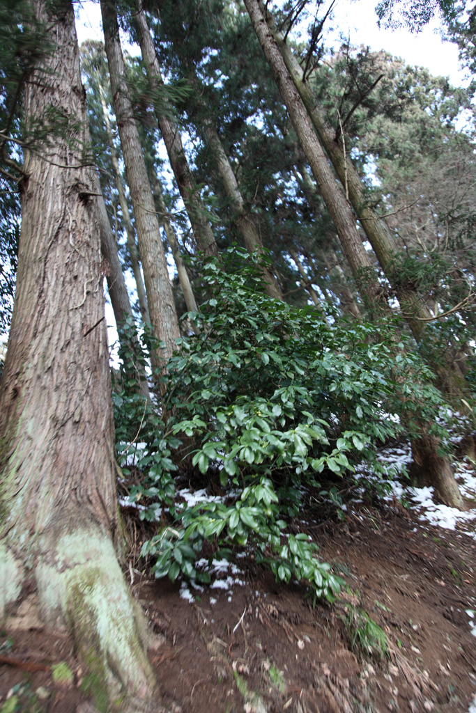 ���k����V�@�@���򒆑���4