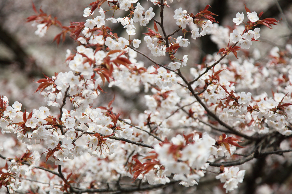 �P�H��{��10