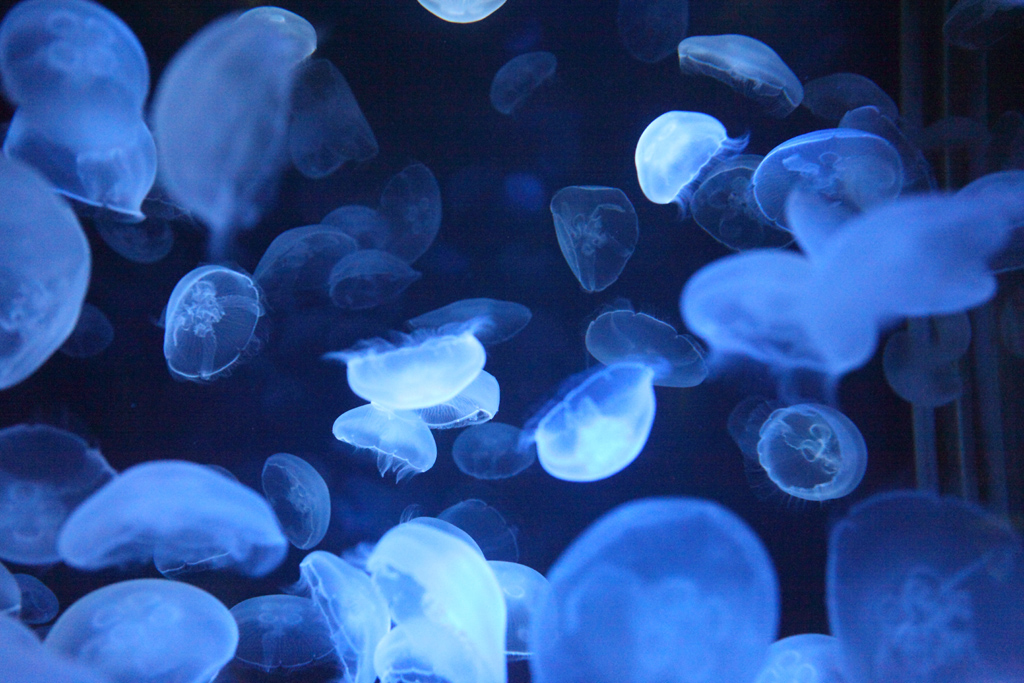 ���i���V�[�p���_�C�X�X