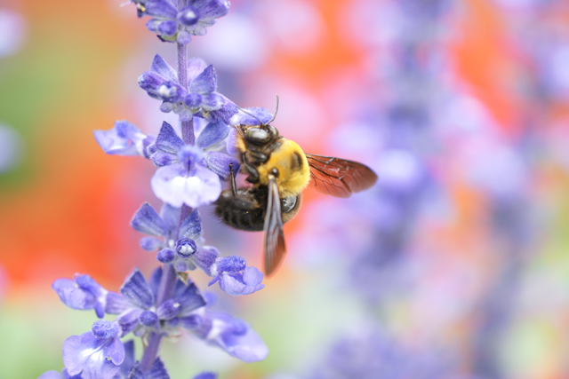 �}�N�������Y���Ăǂ�ȃ����Y?