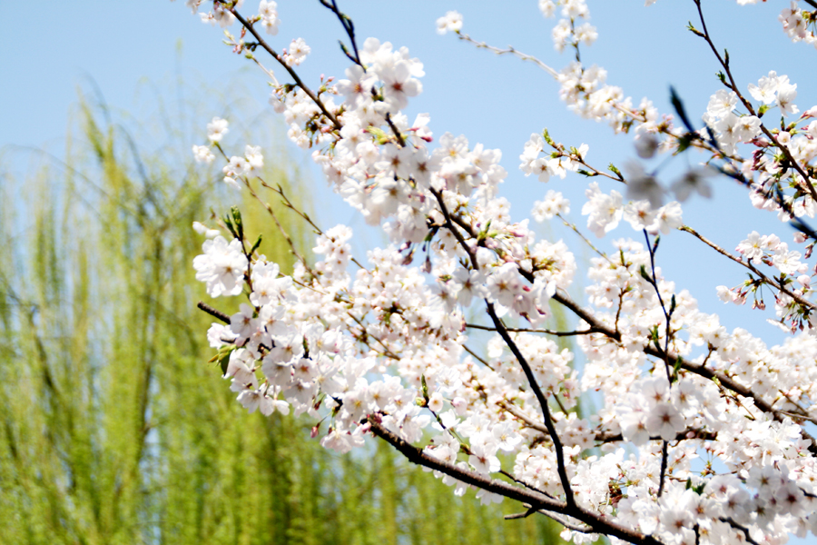 ���ʐ^�B�e�J�ԎB����Ԍ�