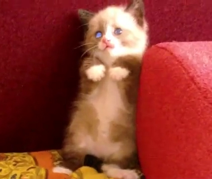 �|���@���ُ�Ȃ܂łɕ|����q�L���J���C�C�ƕ]���I�ł����킢�����H