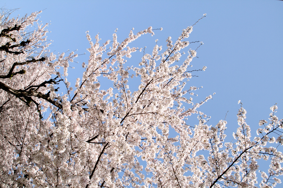 ���ʐ^�B�e�J�ԎB����Ԍ�