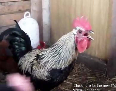 �f�X���^���{����