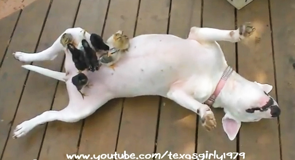 ���ǂ��ȃu���e���A�Ə��������I�ō��ɉ���