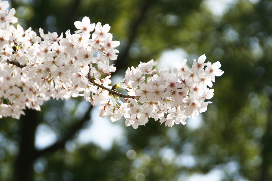 ���ʐ^�B�e�J�ԎB����Ԍ�