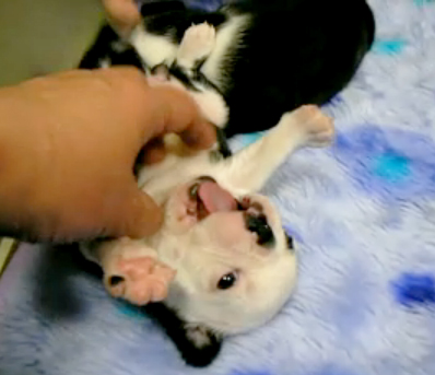 �{�X�g���e���A�̎q��