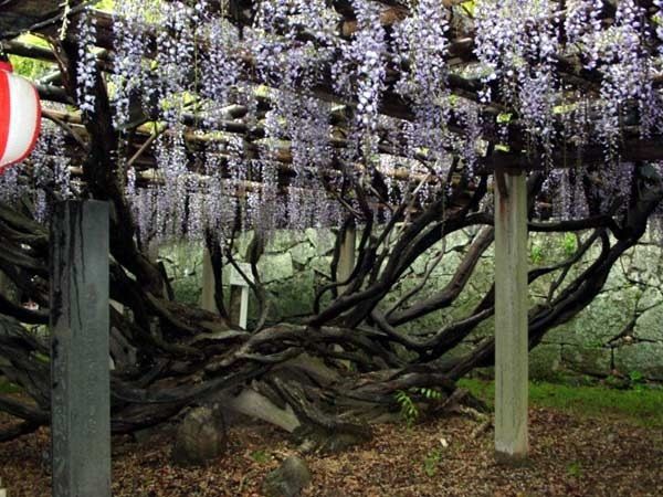 �g�̖т��悾�S��ʐ^�܂Ƃ߁I�{������!!