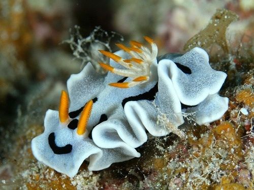 �[�C����E�~�E�V�Ȃ��Y��ȊC�̐���